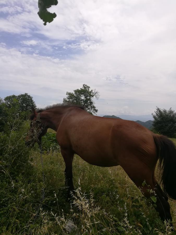 Camp Oaza,Lipa Hotell Cetinje Exteriör bild